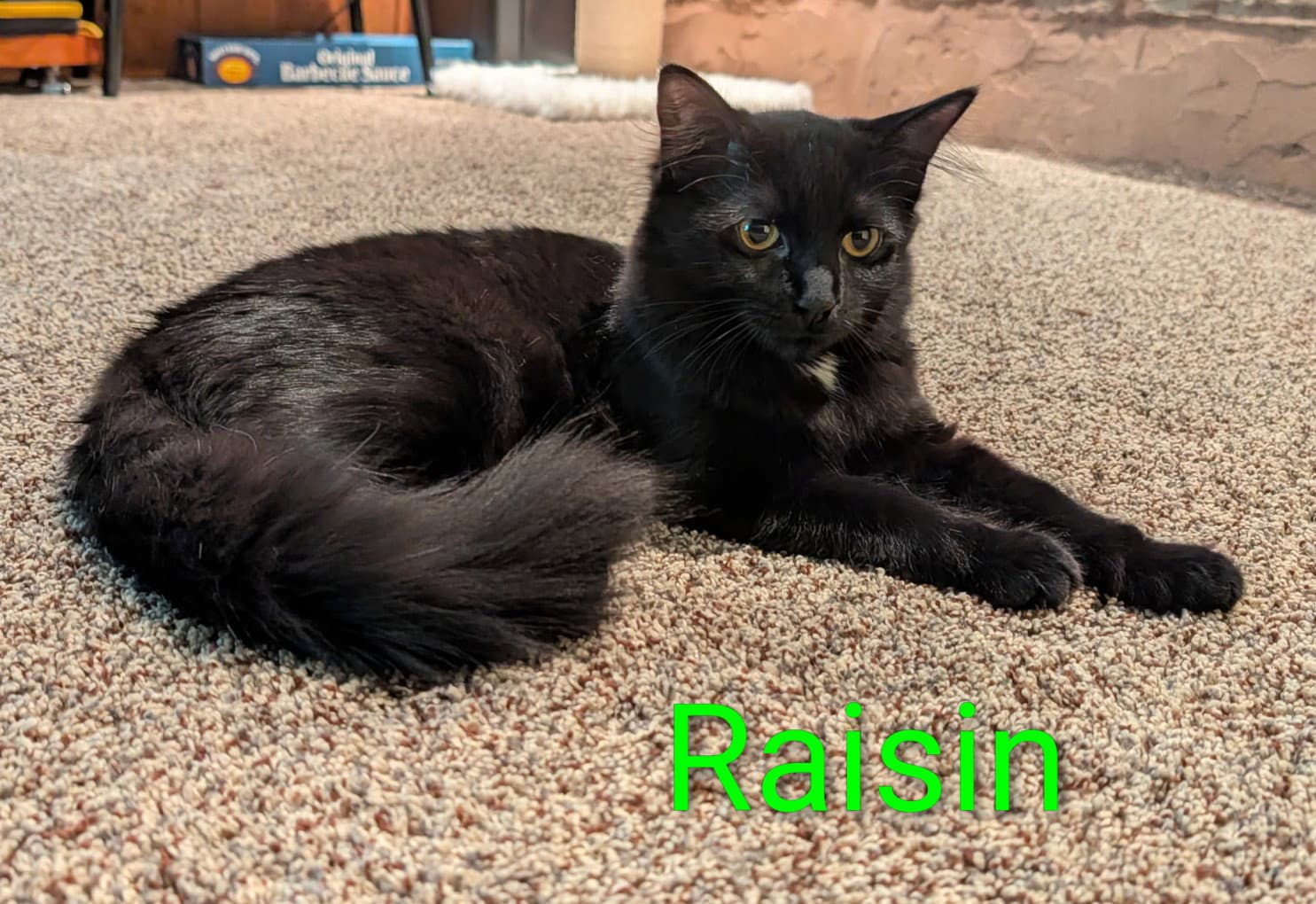 Raisin
