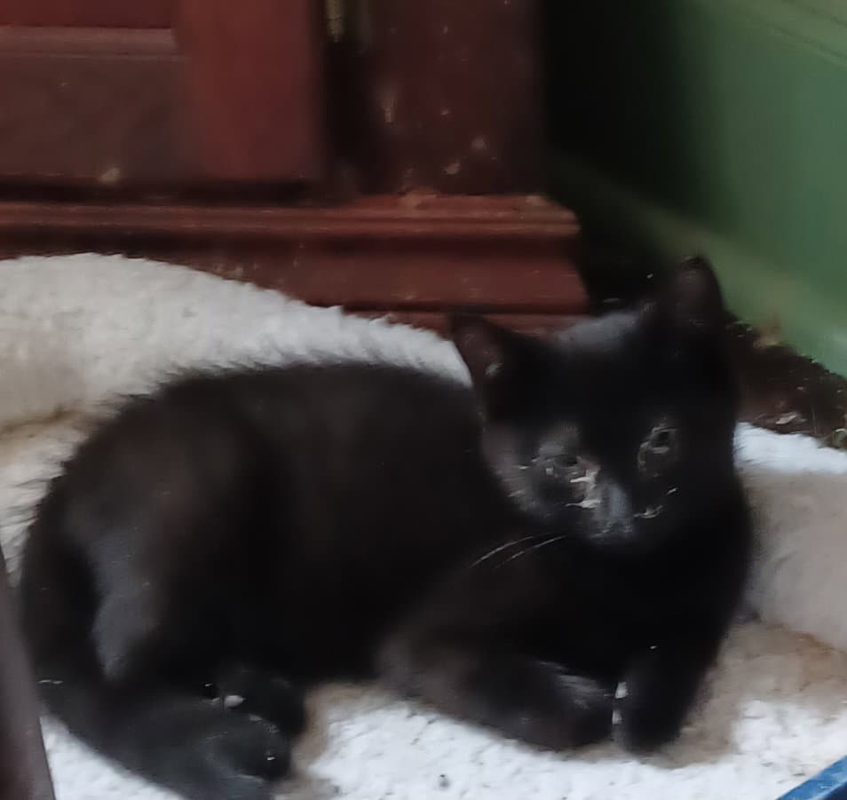 Mordecai