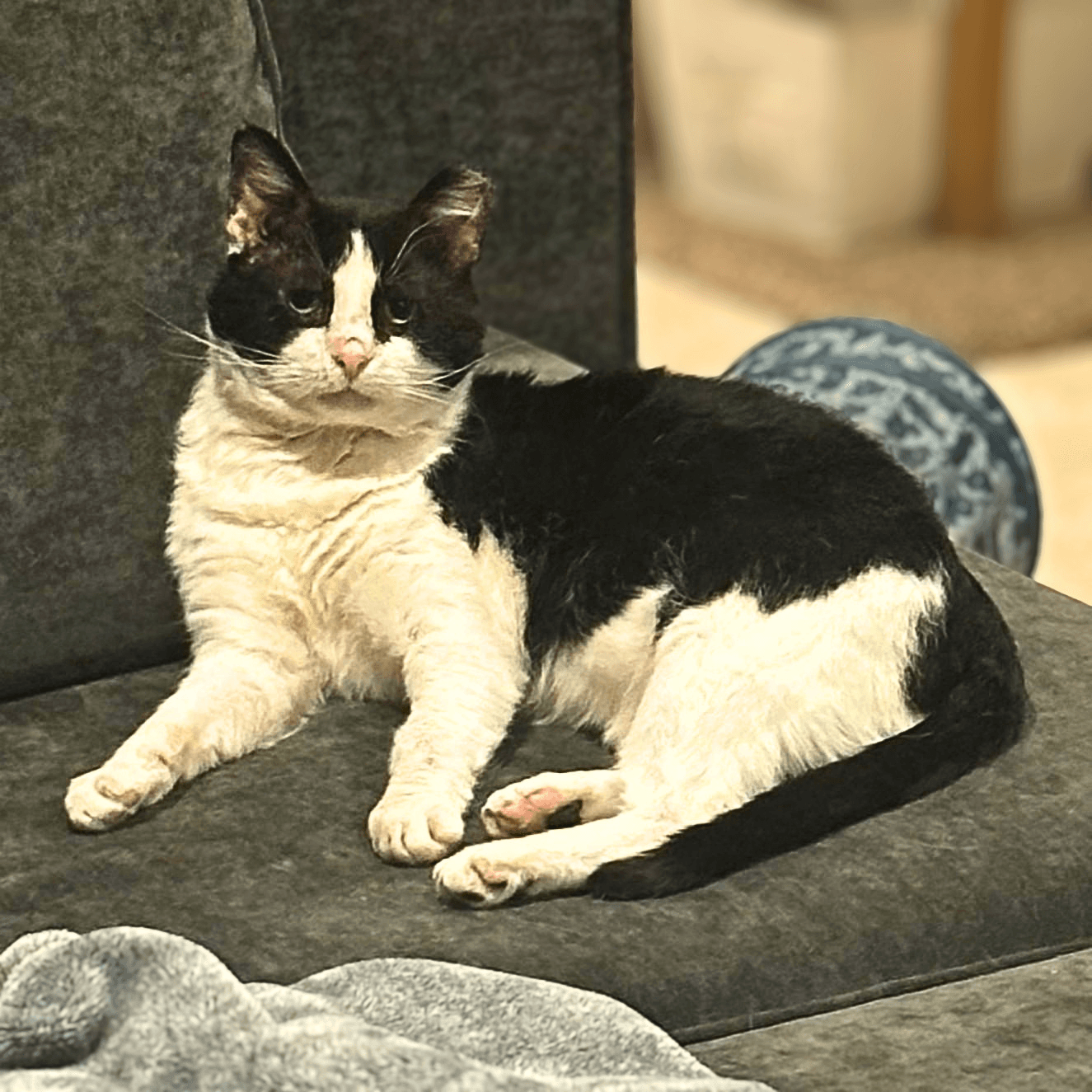 Sylvester