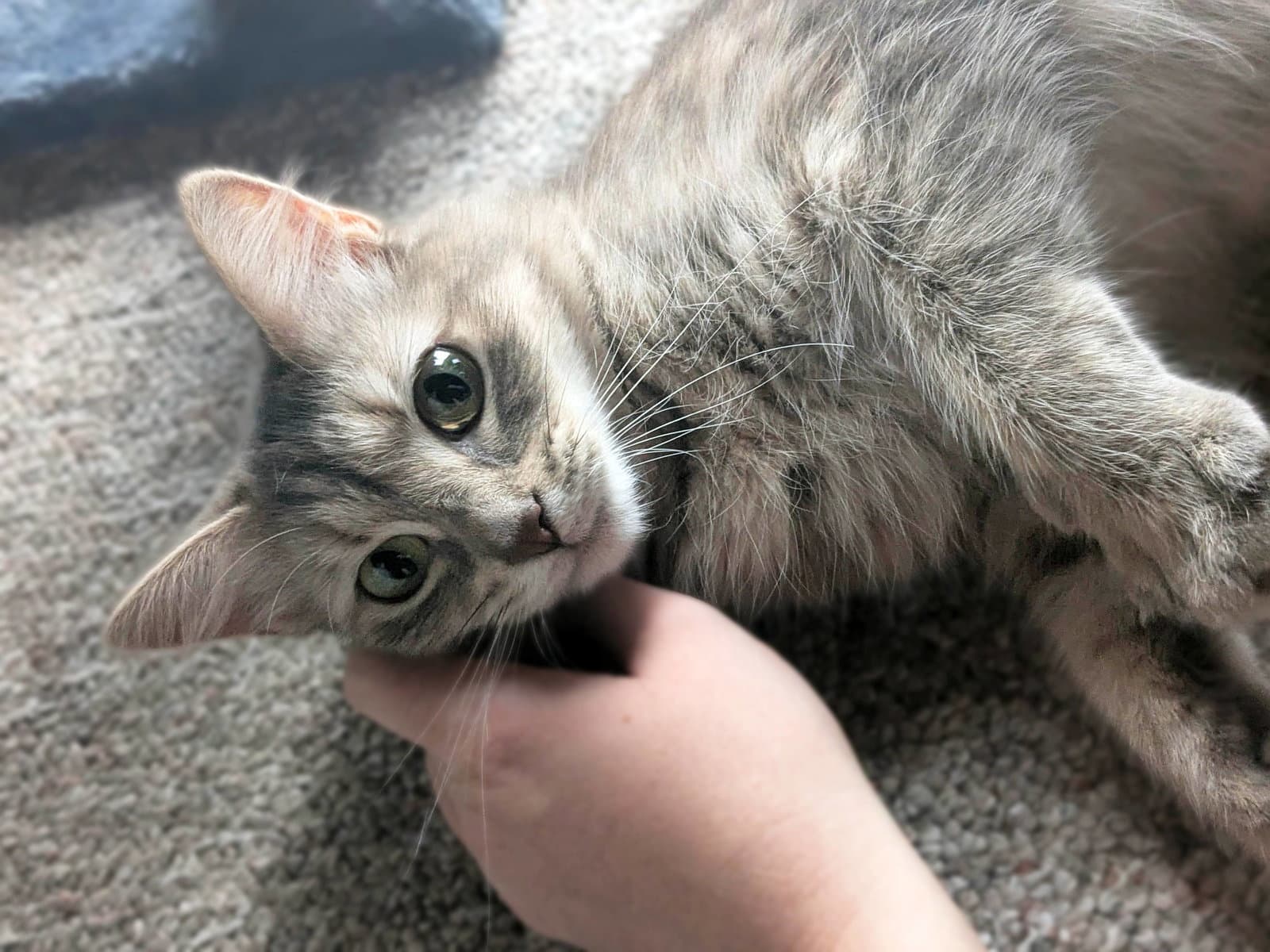 Penny