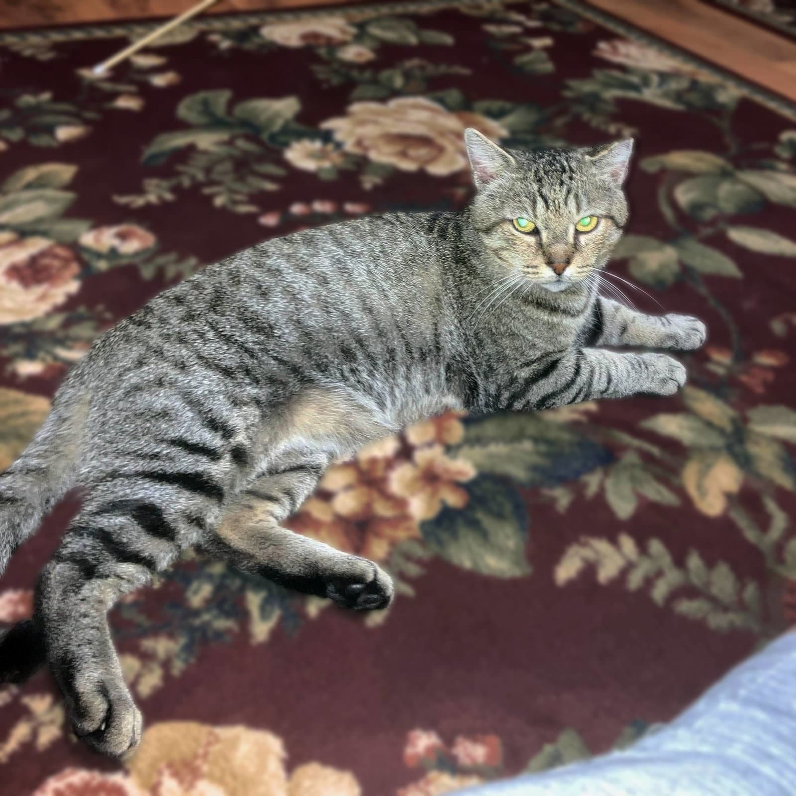 Vinnie