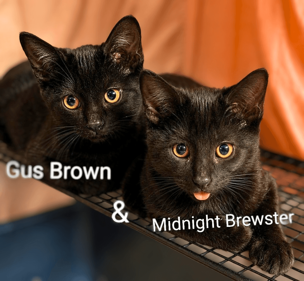 Gus Brown (bonded with Midnight Brewster)