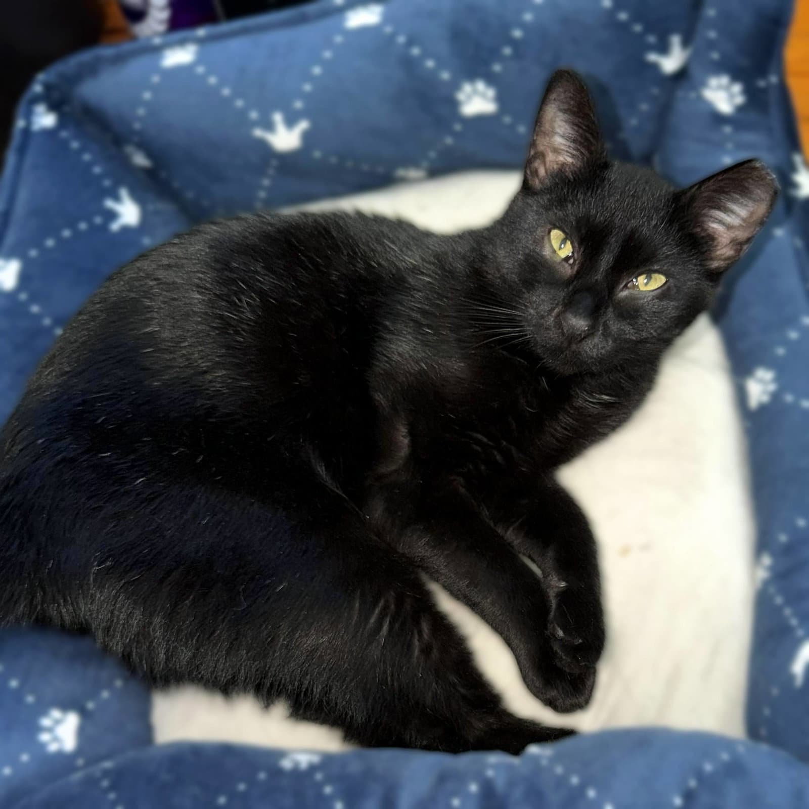 Catticus (sleek and sweet gentleman)
