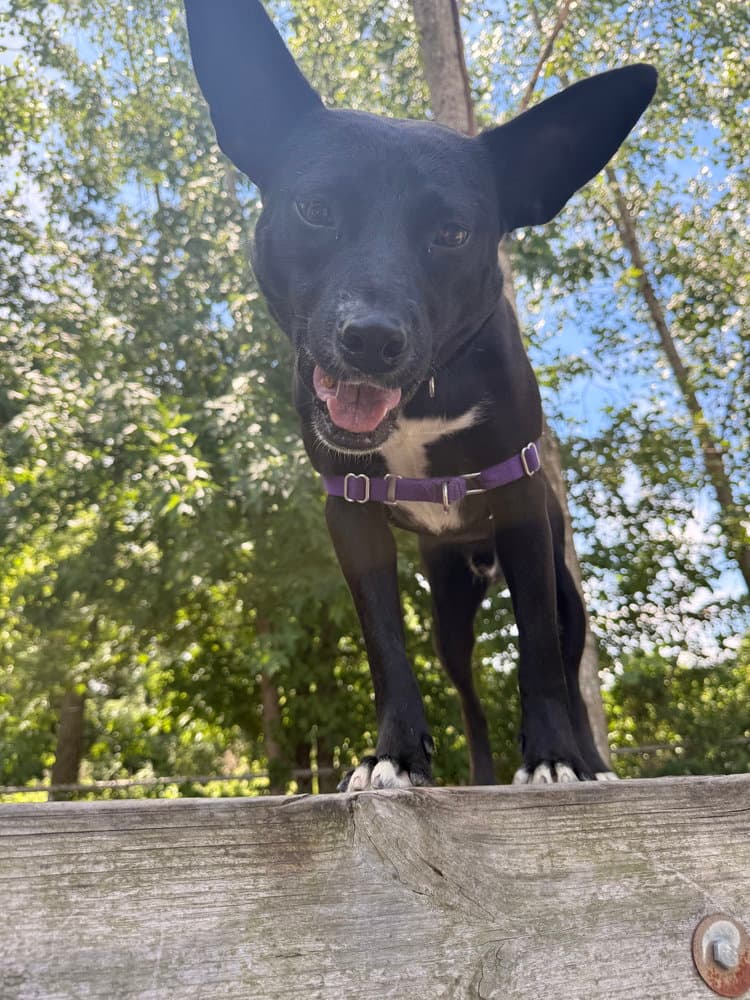 Mowgli