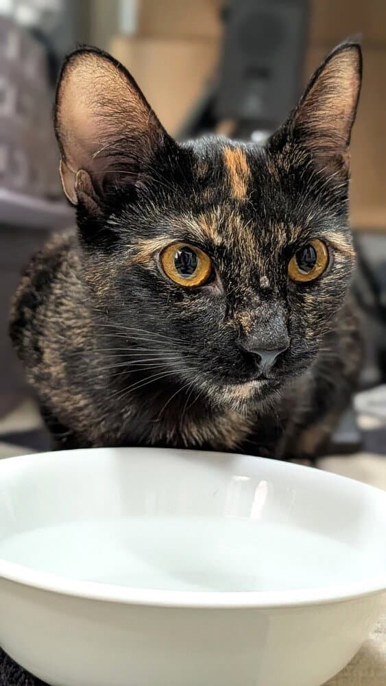 Rosalind