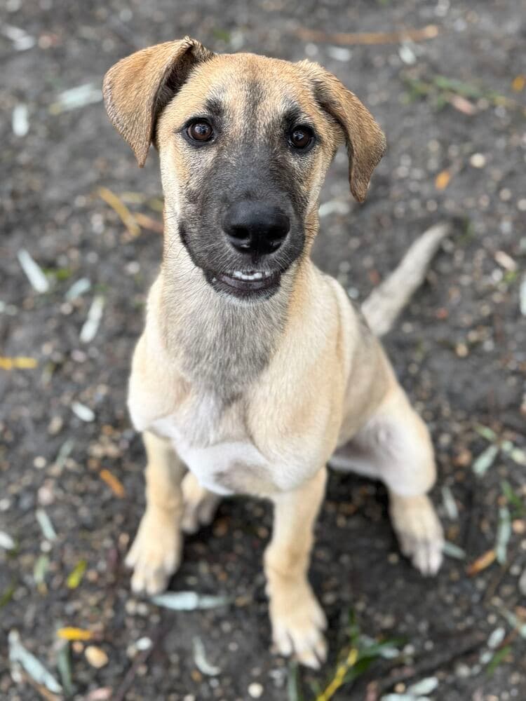 Hazel