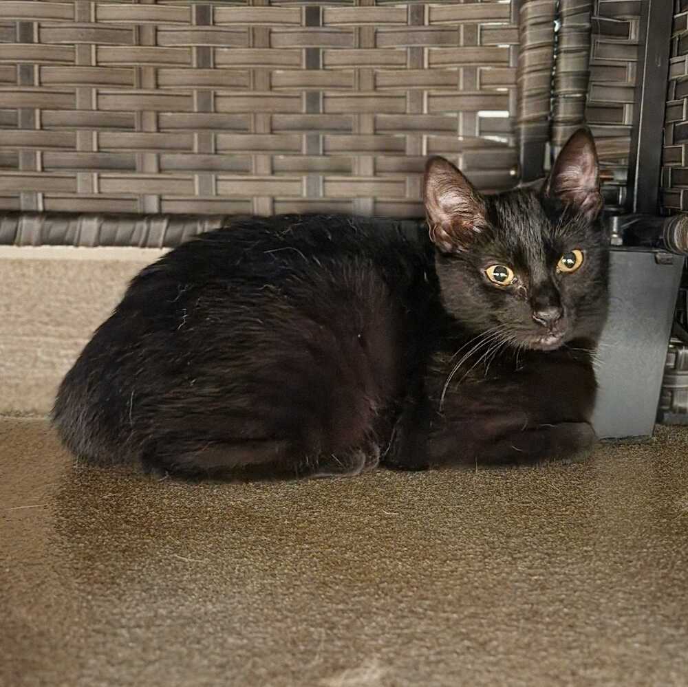 Gamora