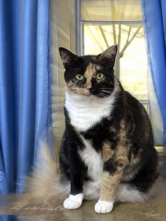 Lucille: Not at shelter (Barbe)