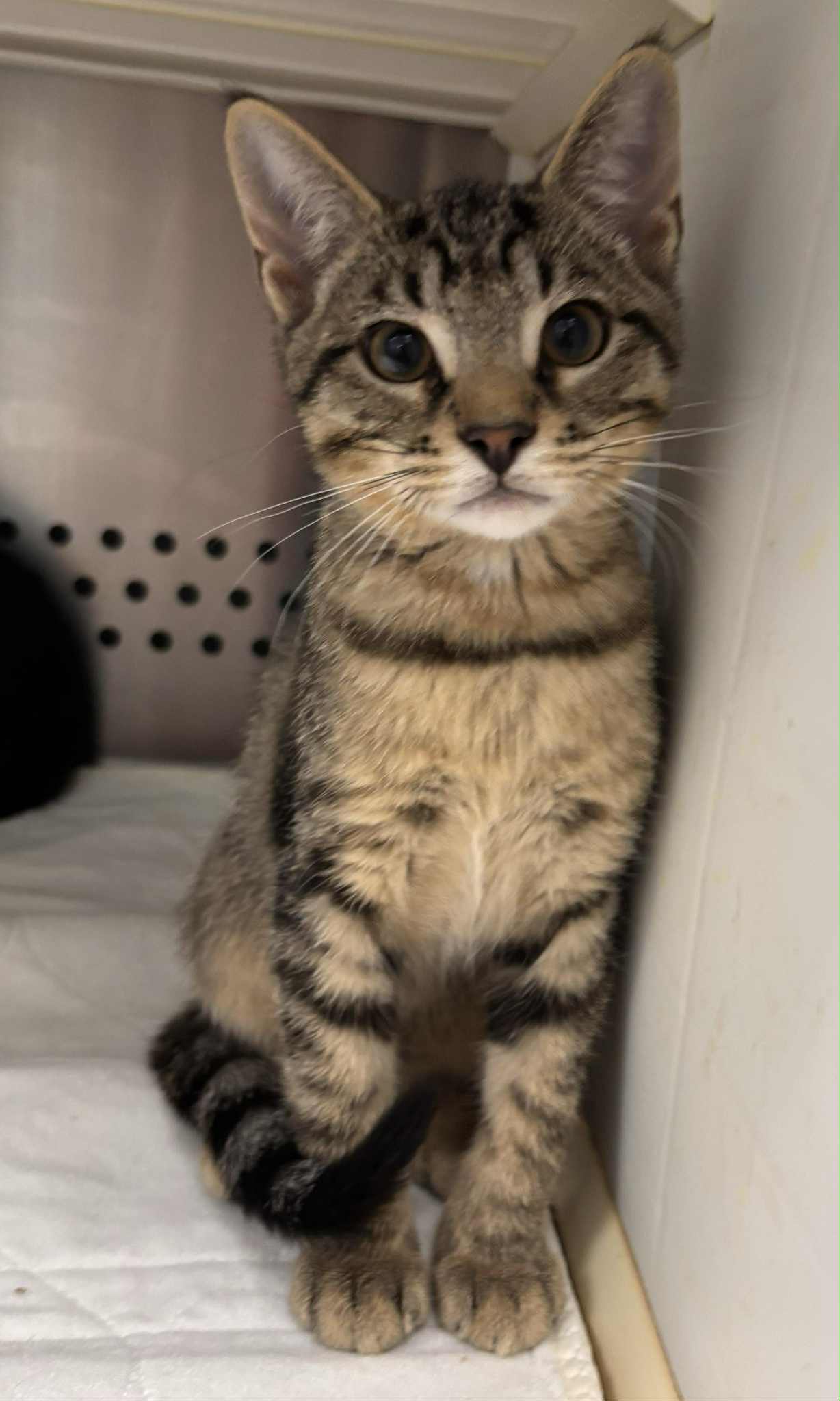 Linus Cat: Not at shelter (Debra)