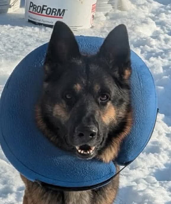 Zeus GSD: not at the shelter (Joan)