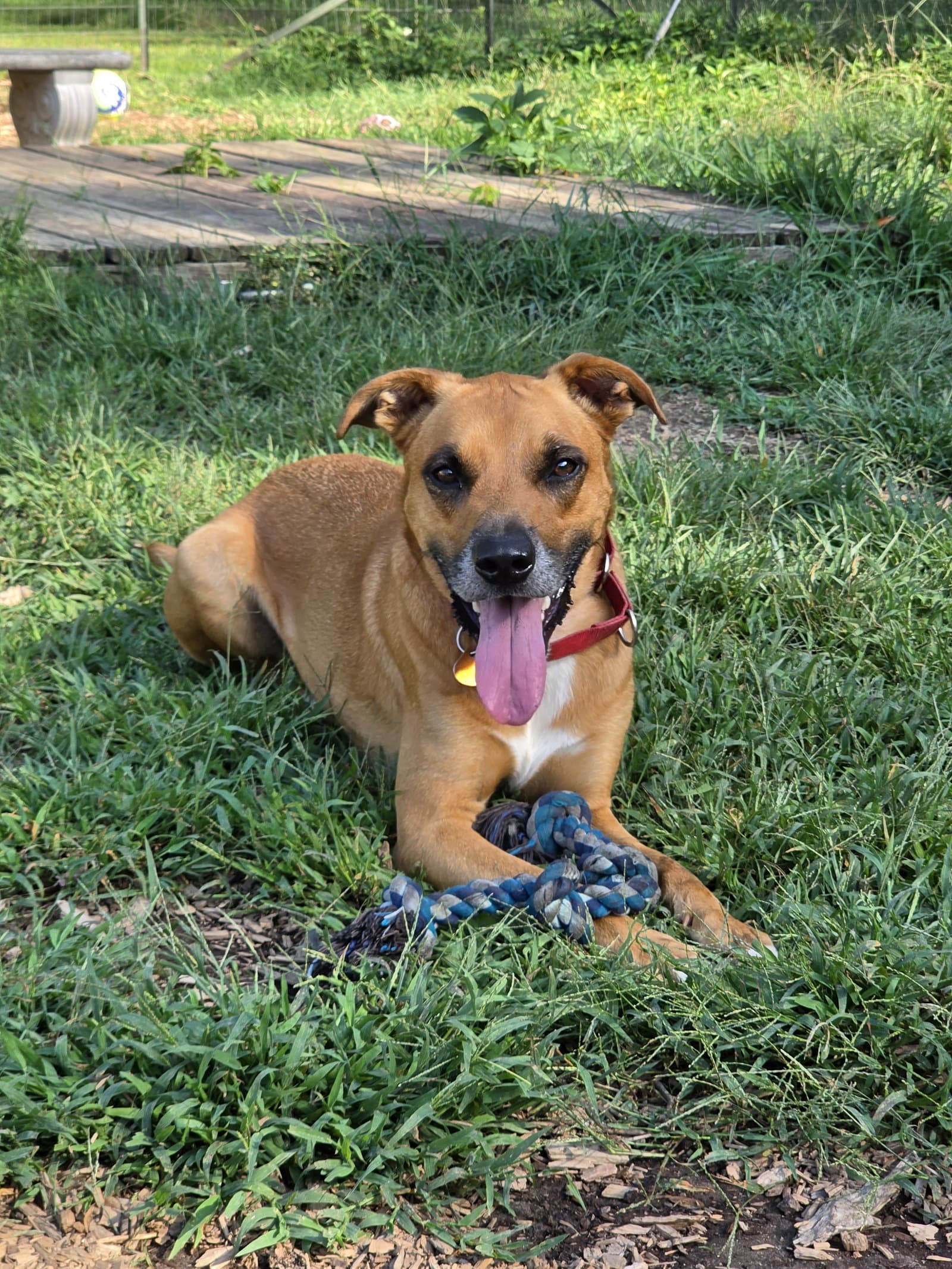 Loki: Not at the shelter (Tiffany)