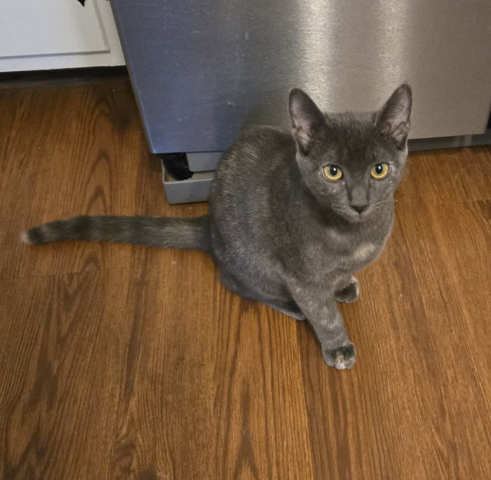 Miss Molly Molecule: Not at shelter (Debra F)