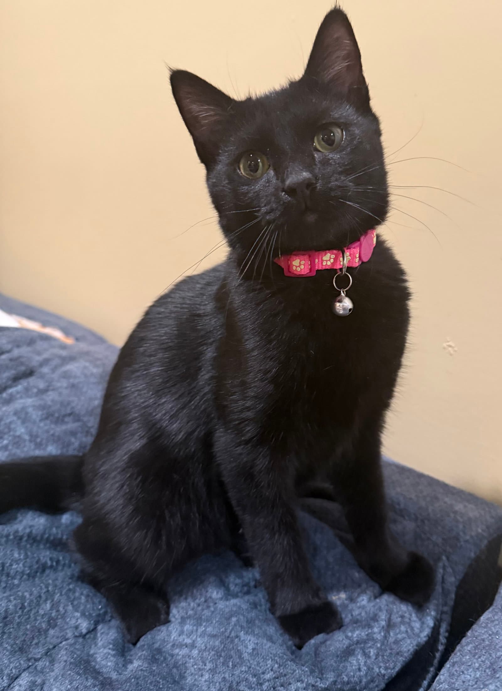 Clove: Not at shelter (Faith)