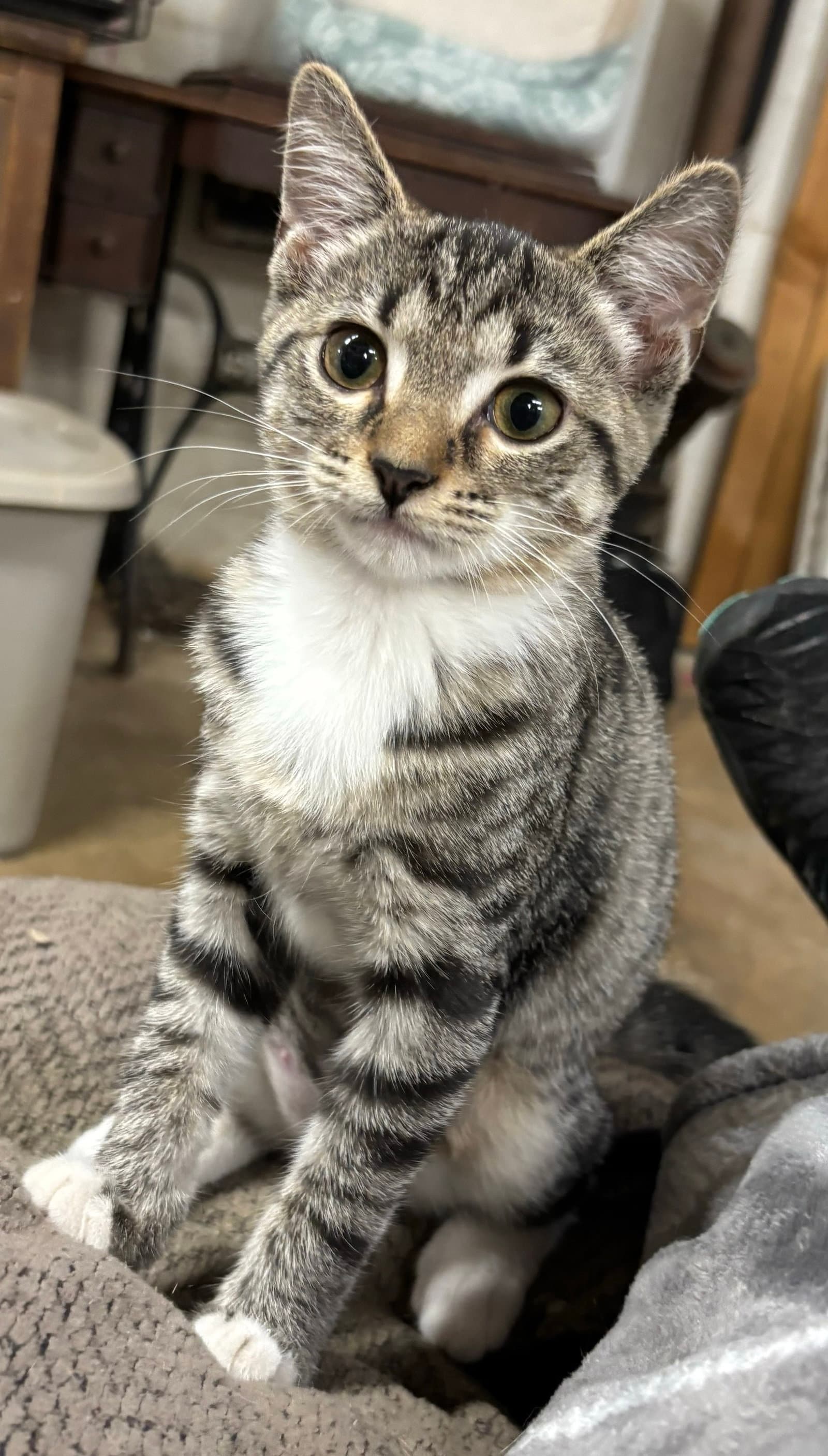 Wyatte: Not at shelter (Barbe)