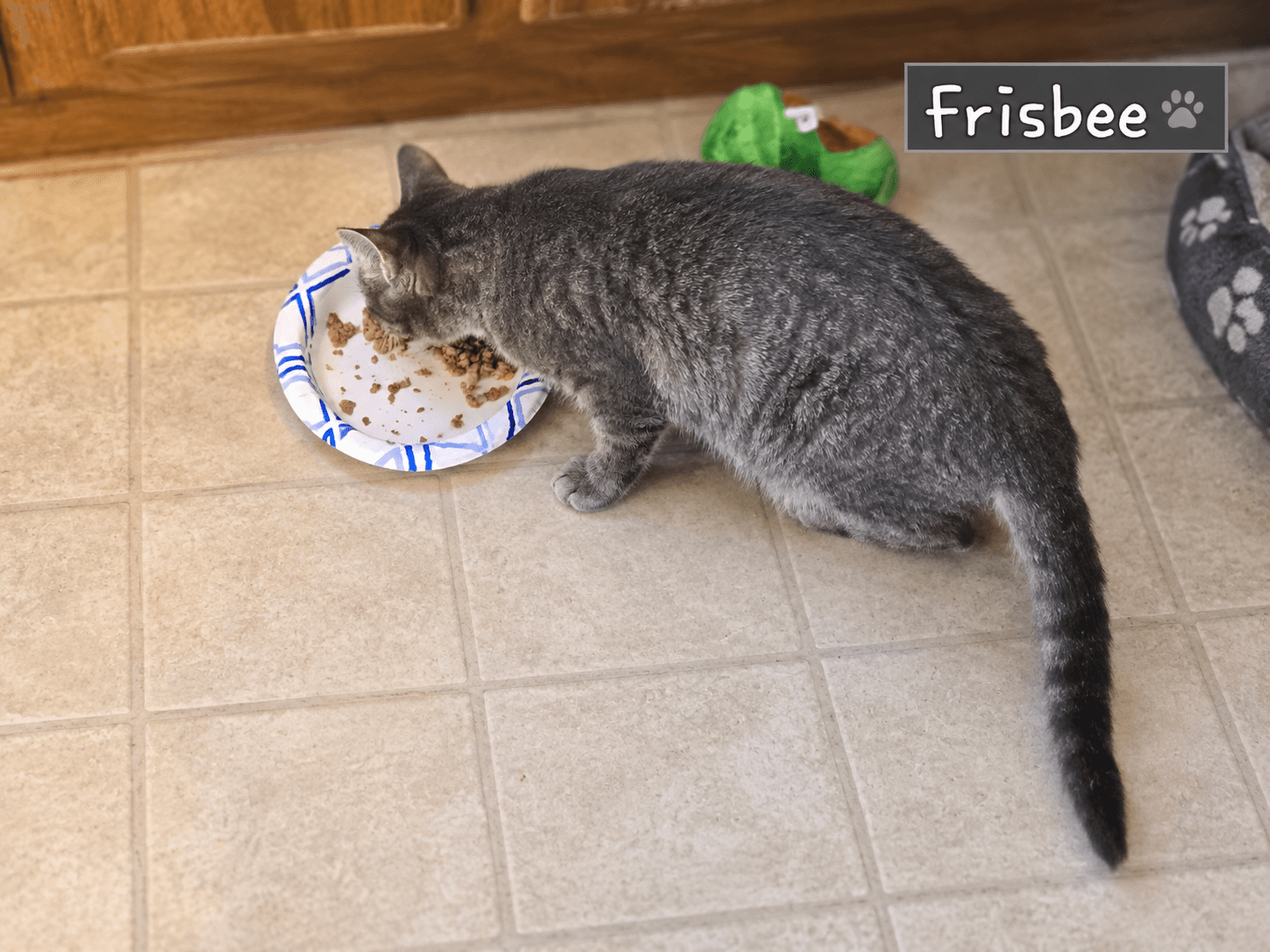 Frisbee - Not at shelter (Shannon)