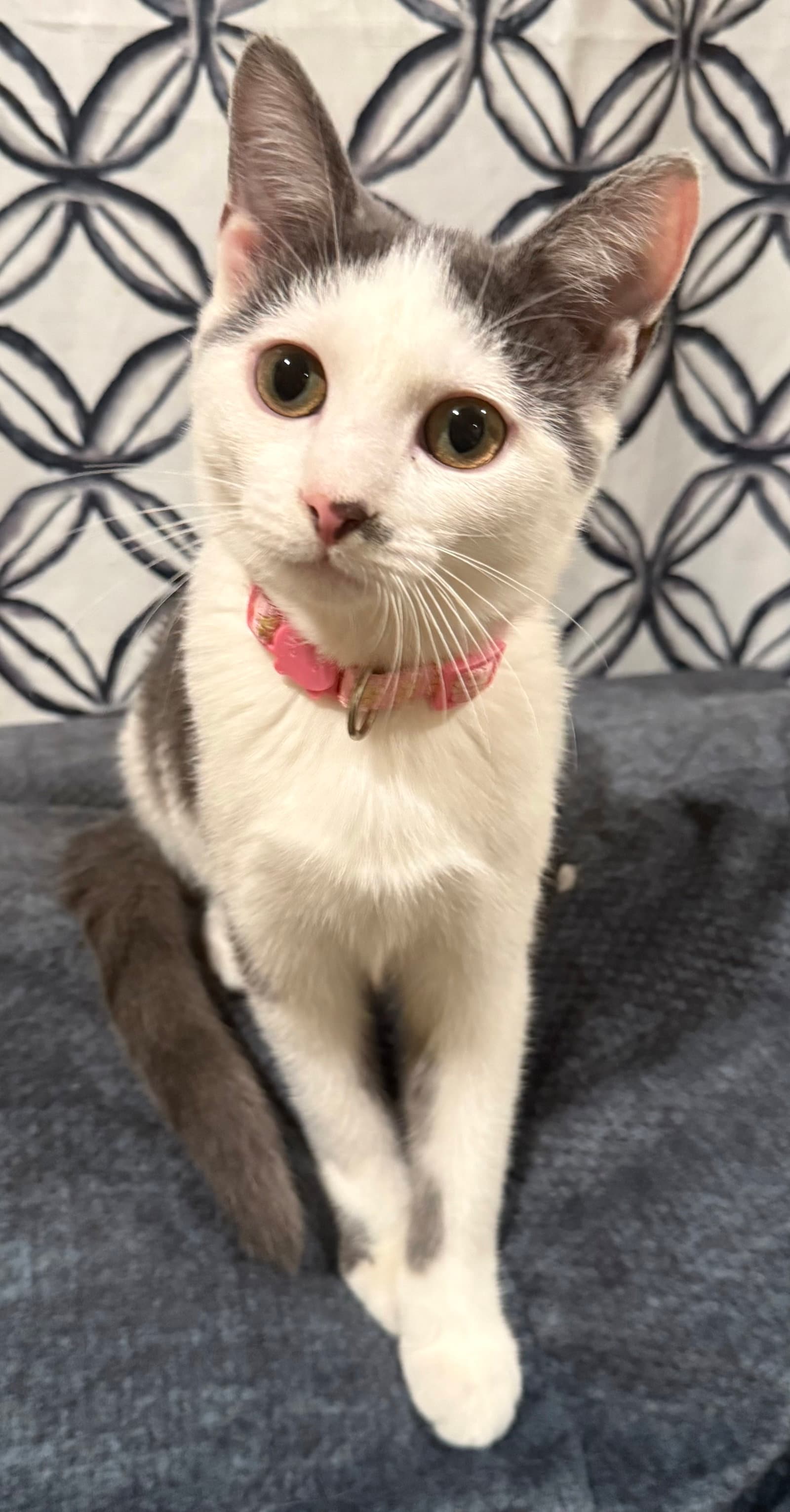 Tumbles-Not at the shelter (Faith)