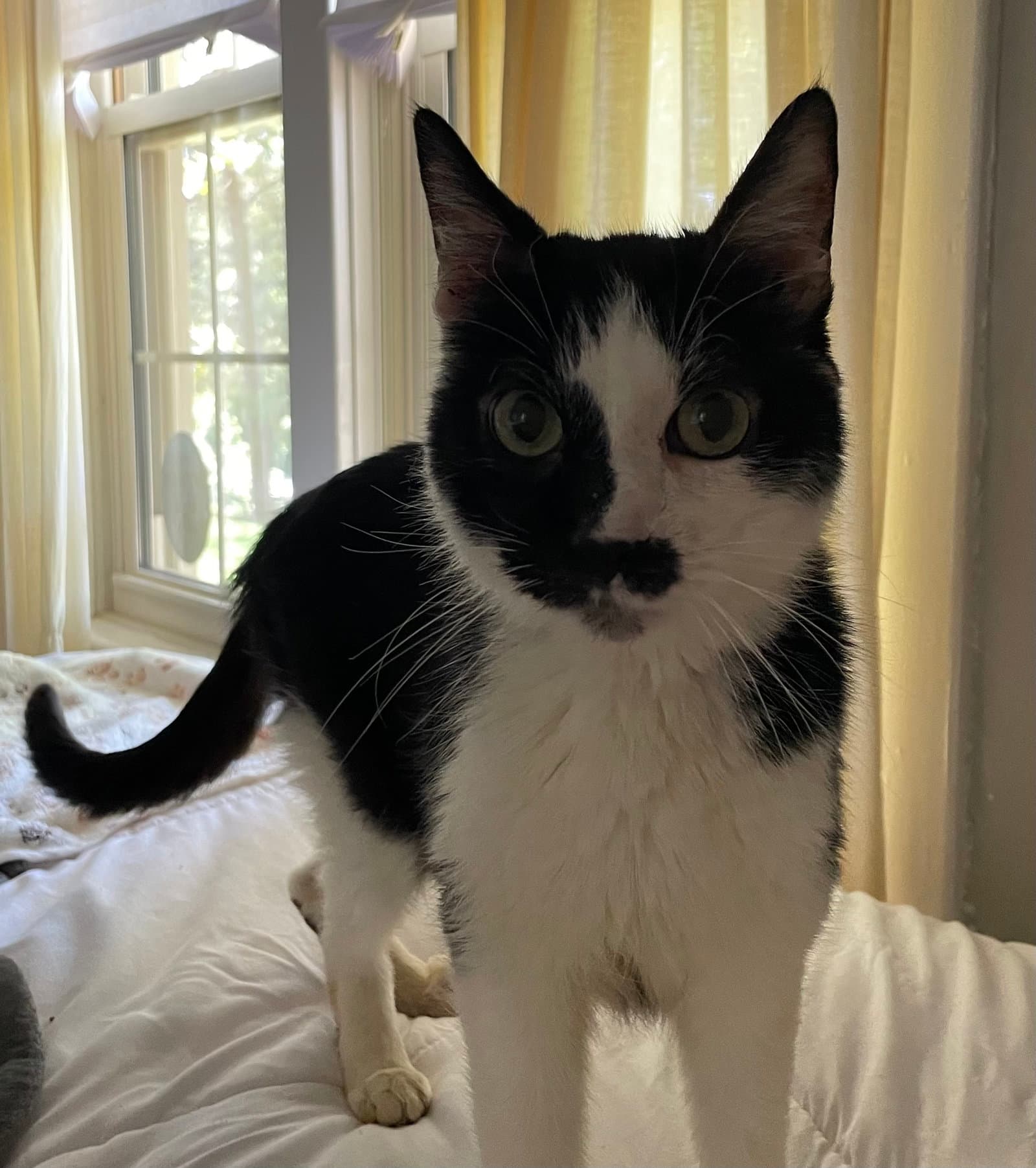 Dexter: Not At shelter (Anne M)