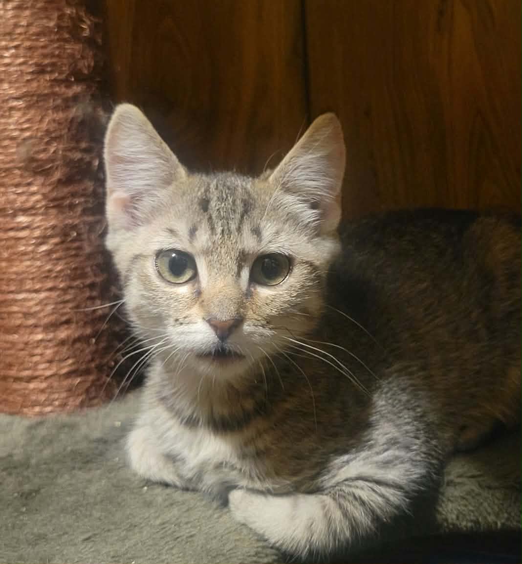 Spirit - Not at the shelter (Shannon)