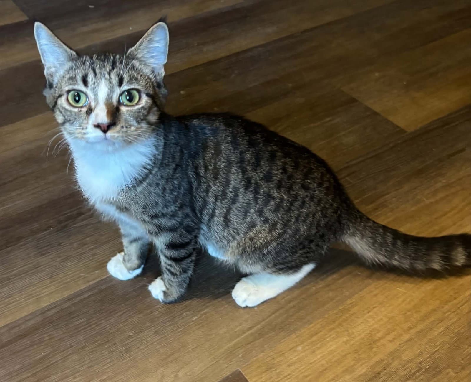 Cotton - Not at the Shelter (Kristy)