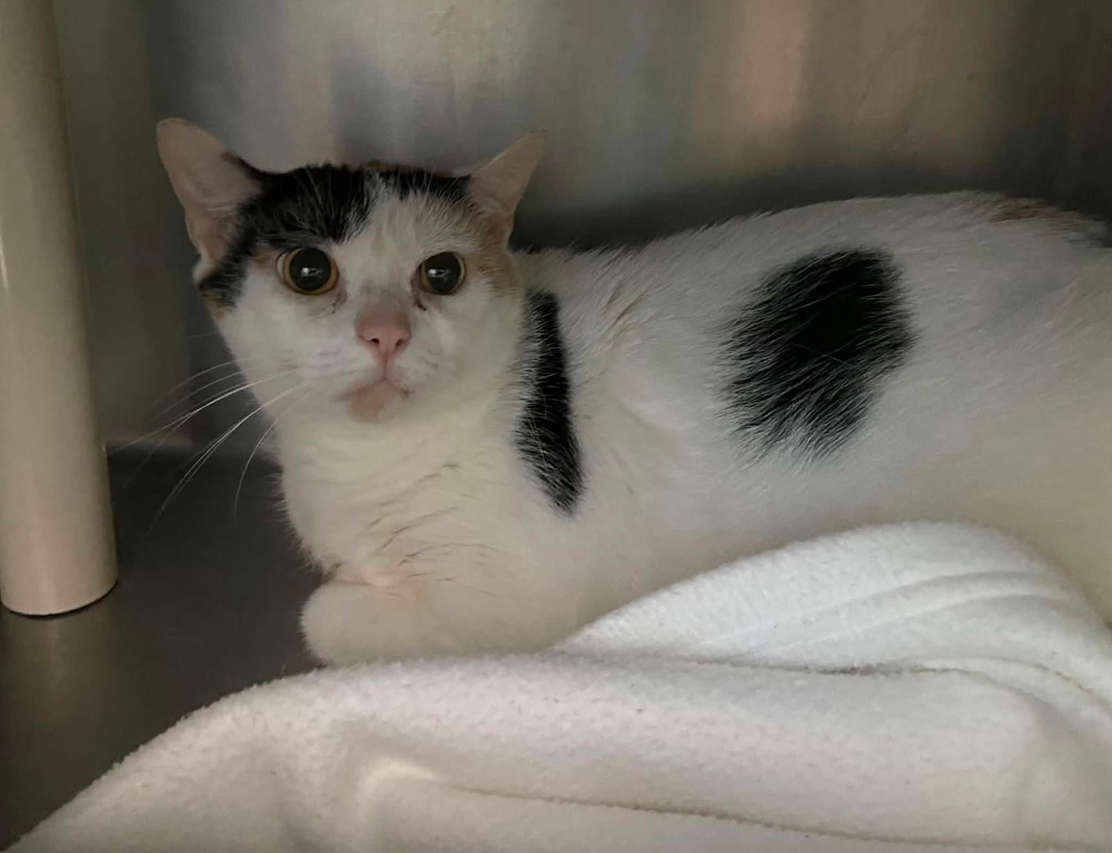 Delilah: Not At the shelter Judy M)