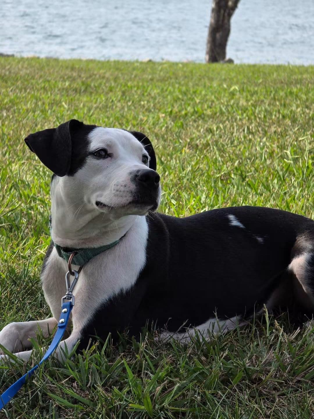 Chanel: Not at shelter (Holly)
