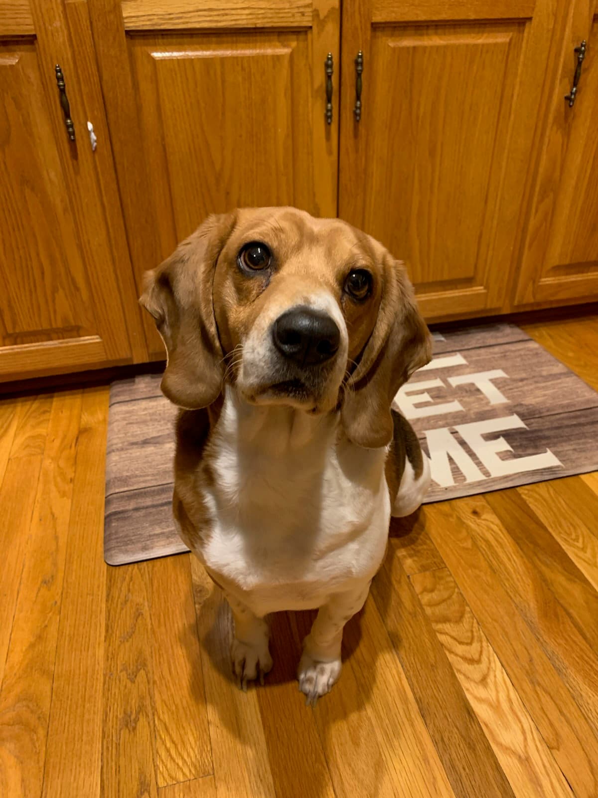 Cash: My Home to Yours (Not at the shelter)