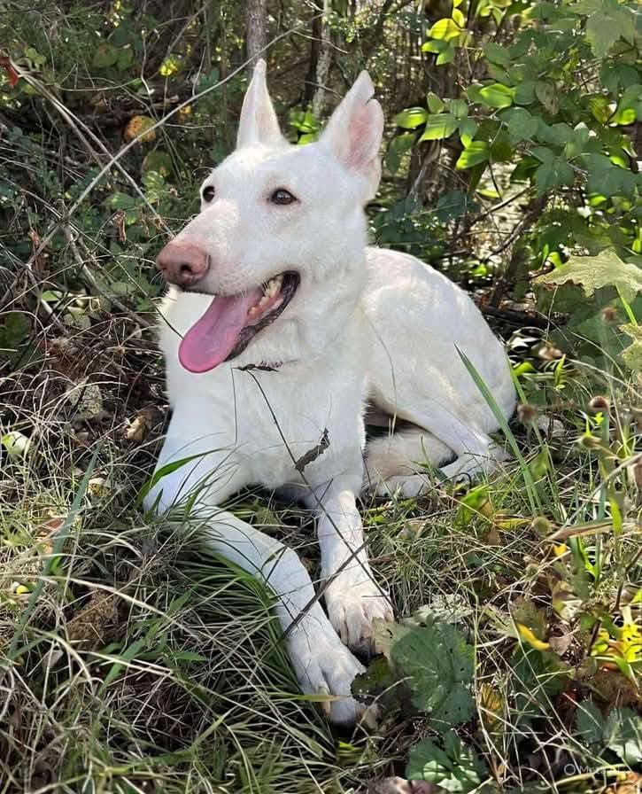 Sugar! Not at the shelter (Sierra)