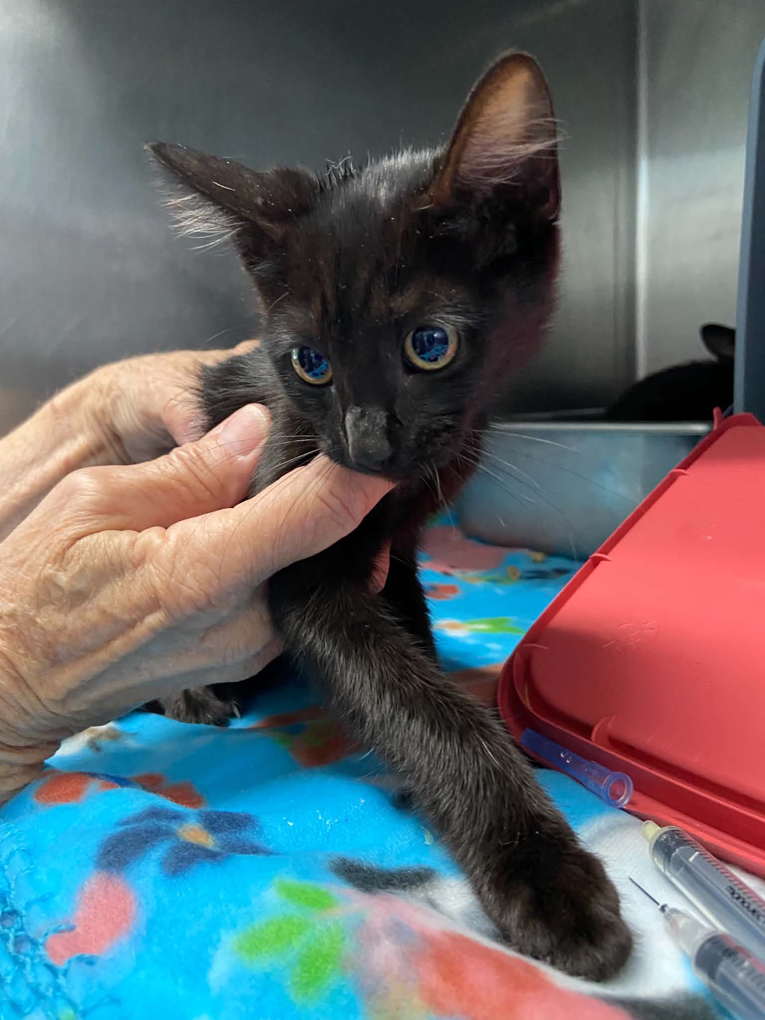 Twyla - At shelter
