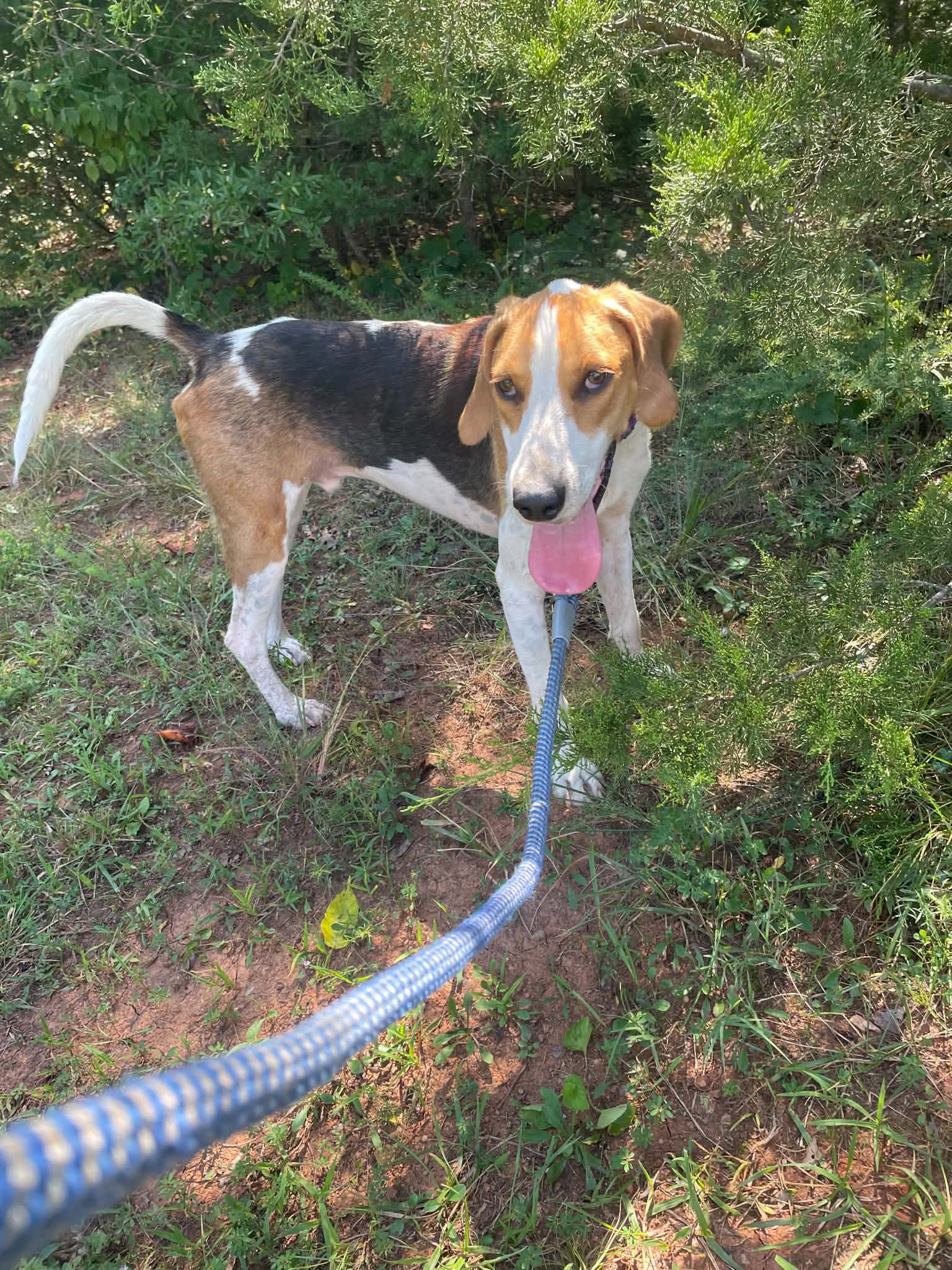 Cowboy:  Not at shelter (Pam)