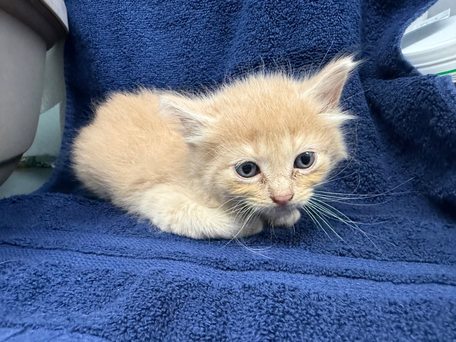 Peep-Not at the shelter (Cybil)