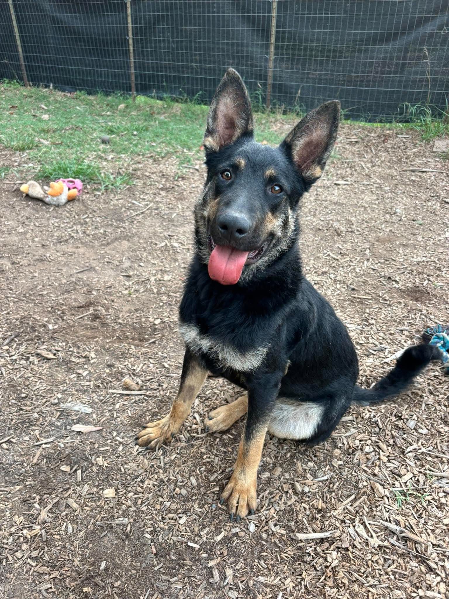 Baby Bear: at shelter