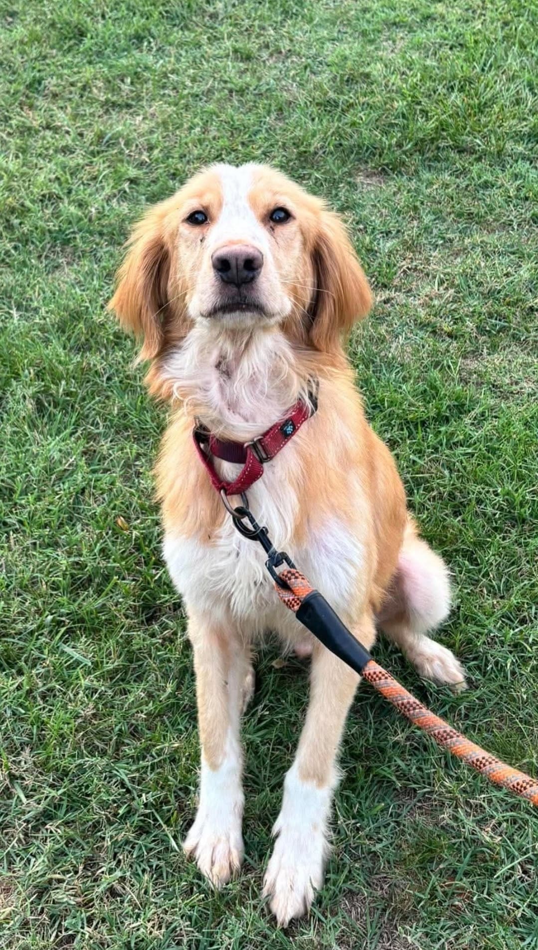 Gobi - At shelter available 10/5