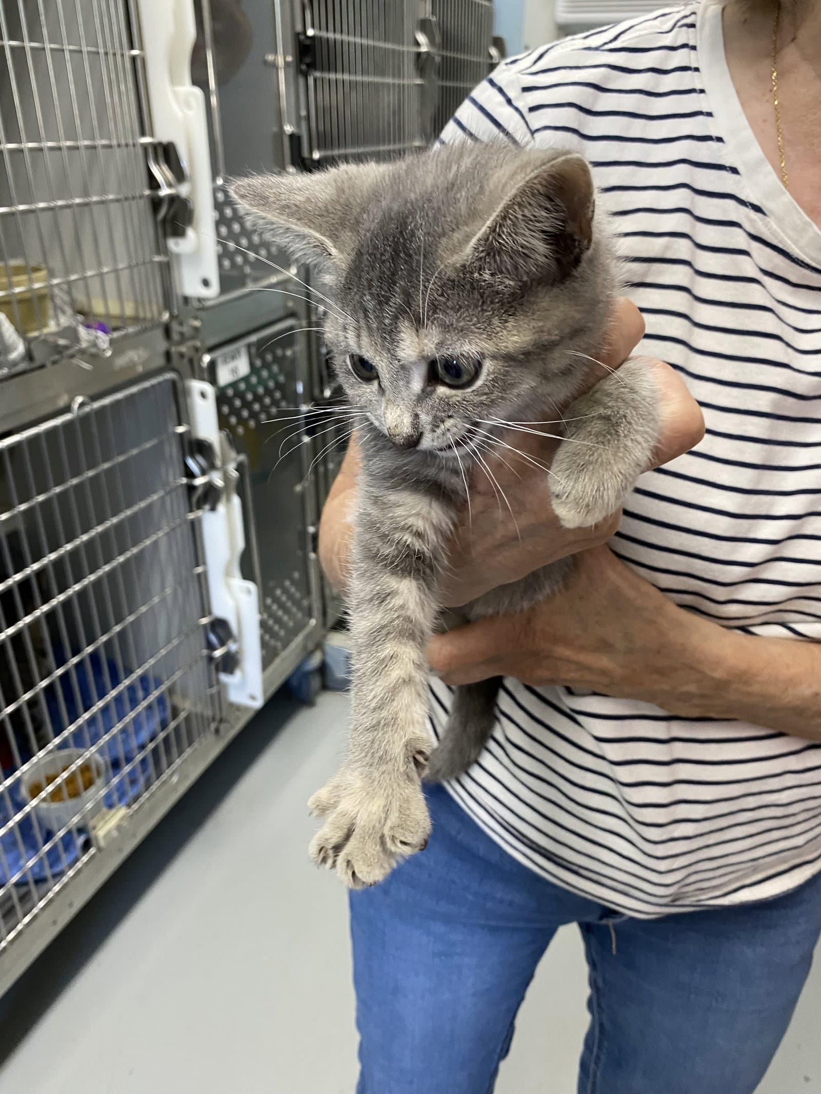 Bambi - At shelter