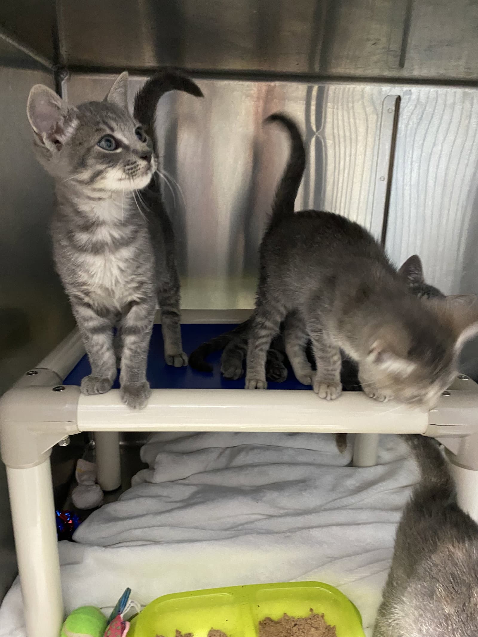 Thumper - At shelter