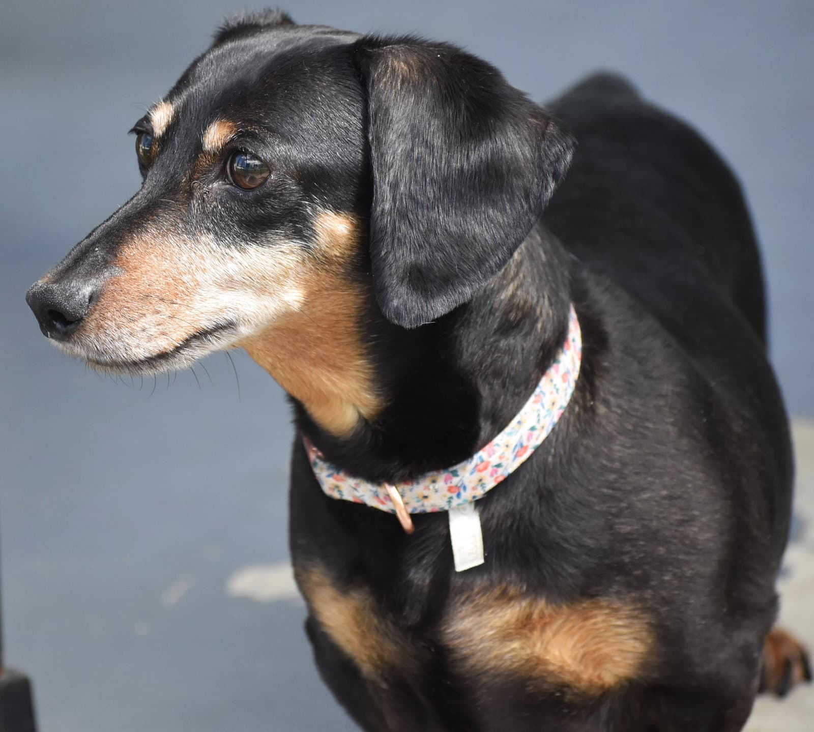 Dixie in TN (looking for a forever foster)