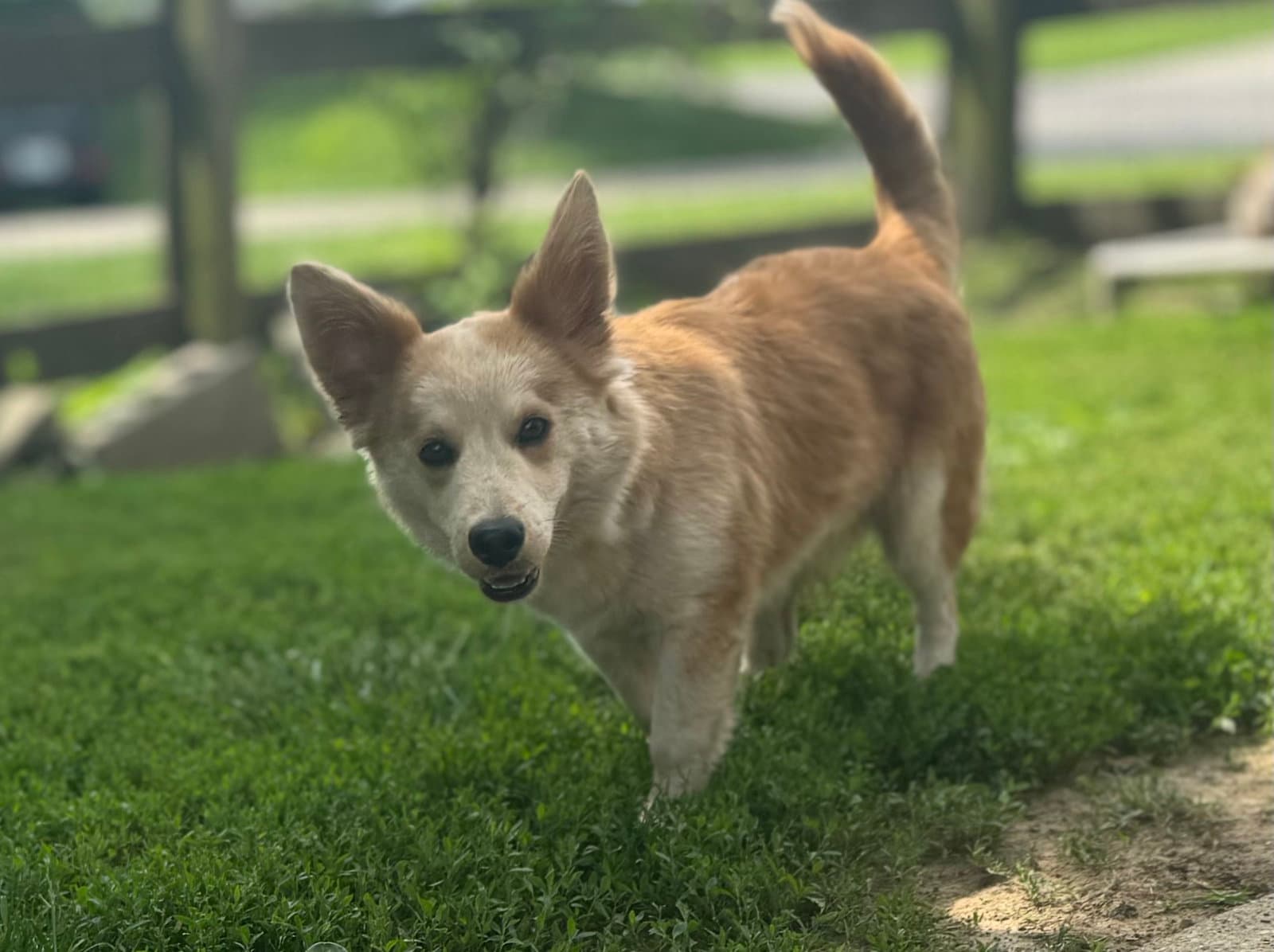Finn
