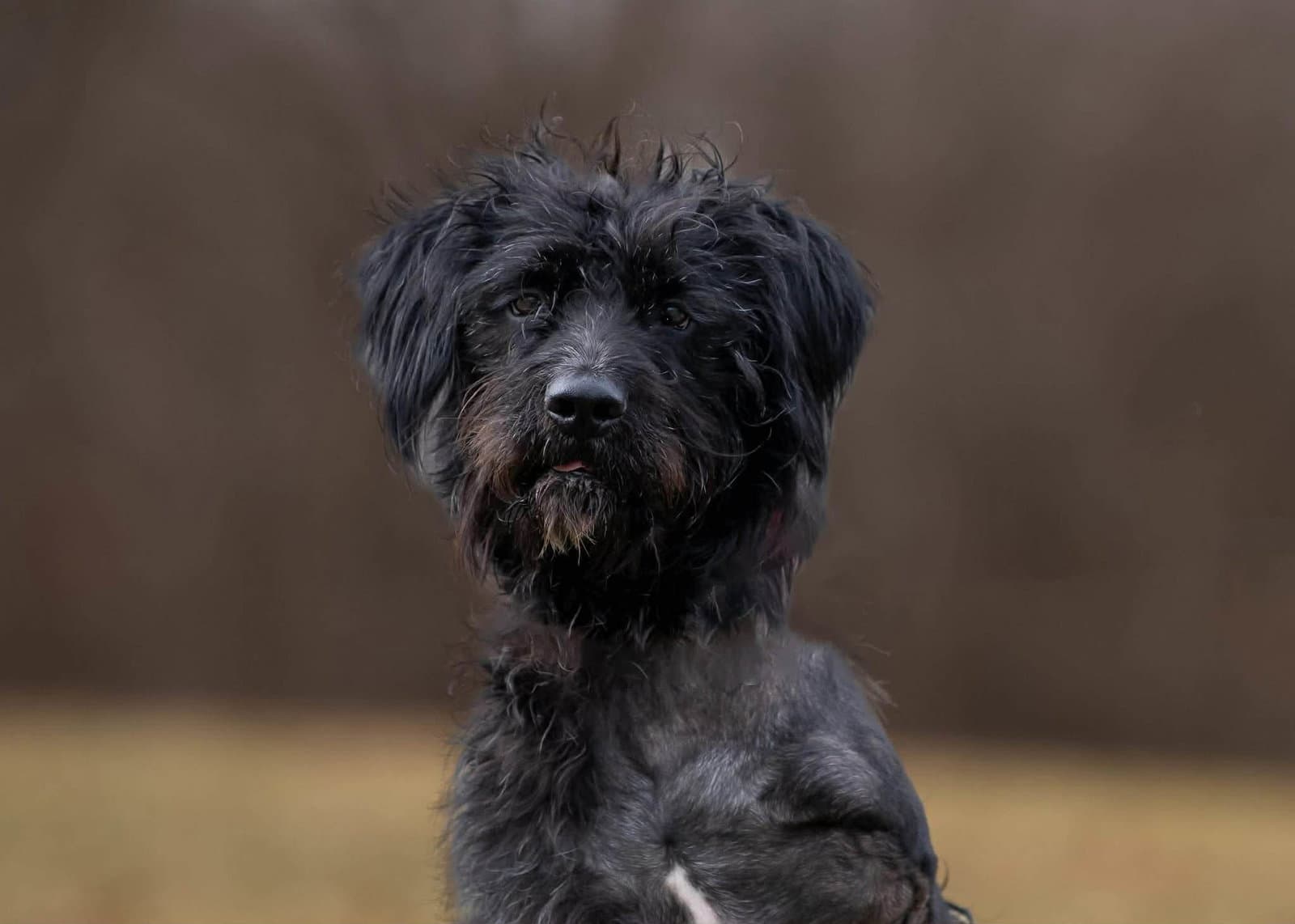 Hagrid - I’m a tri pawd