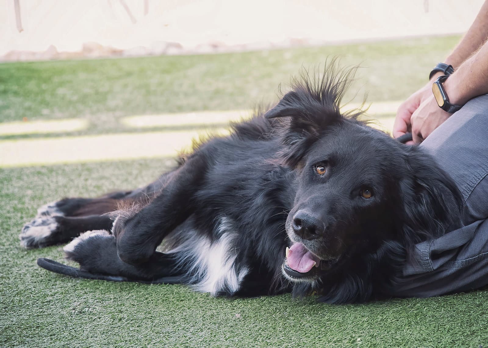 BEAR *Embark Breed Tested*