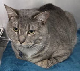 CA 130 Milo