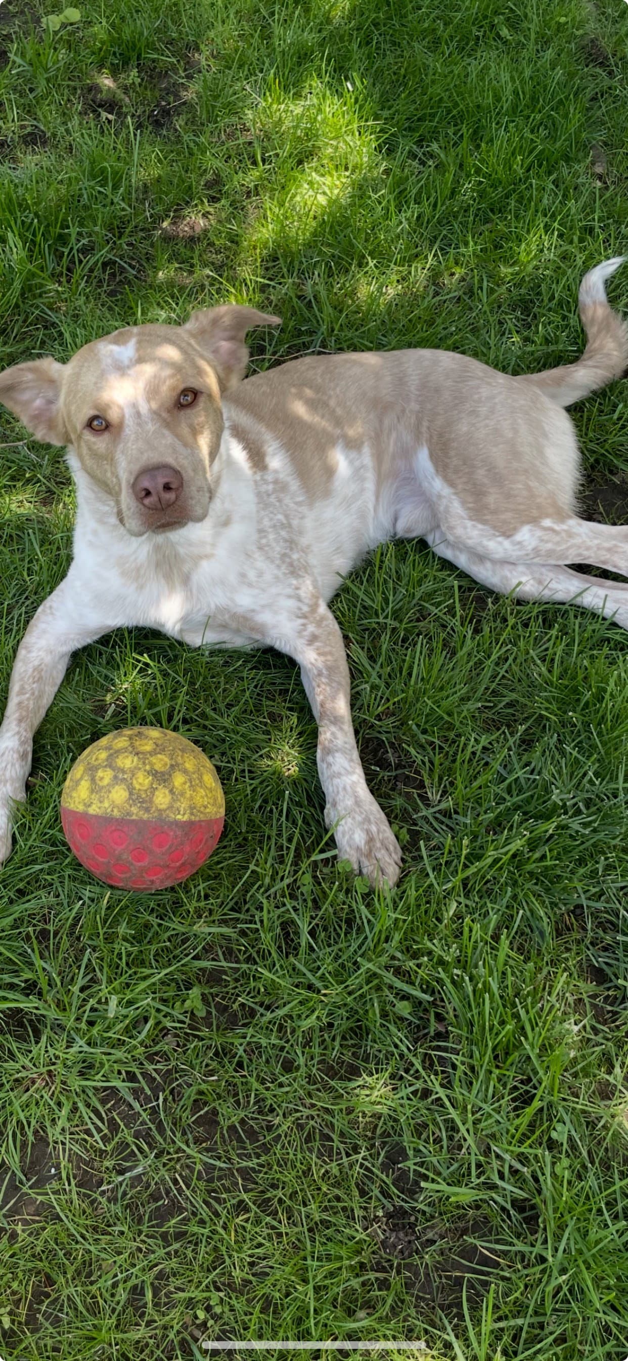 Bubba
