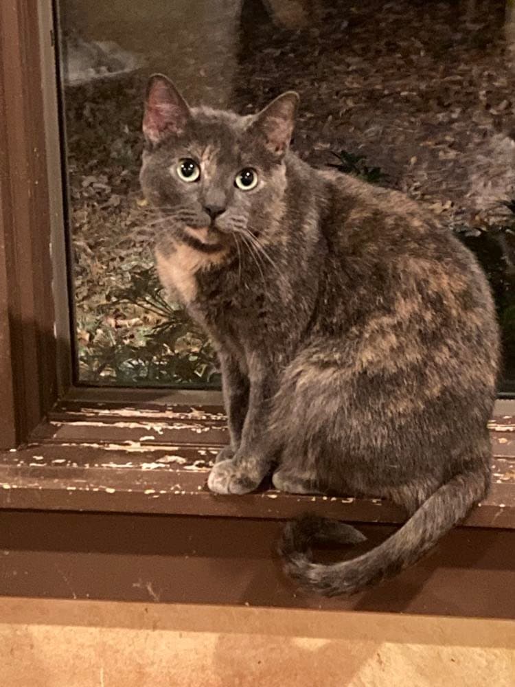 Tootsie