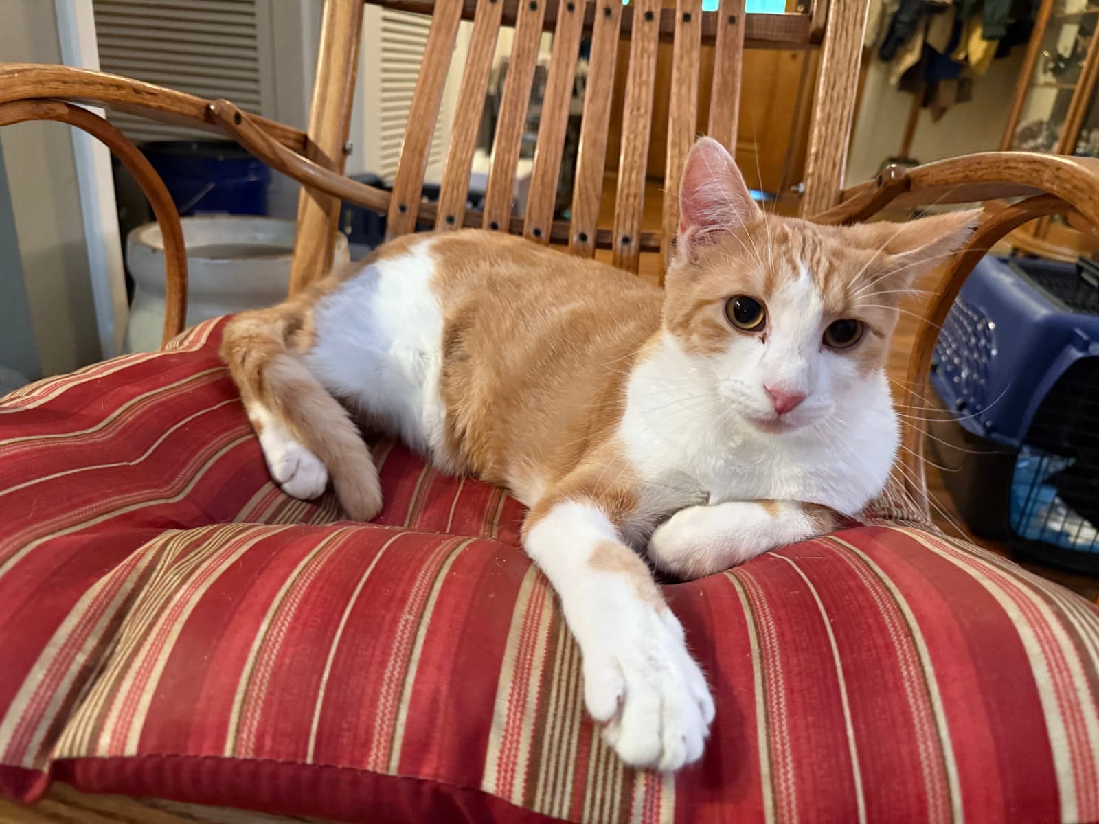 Beignet