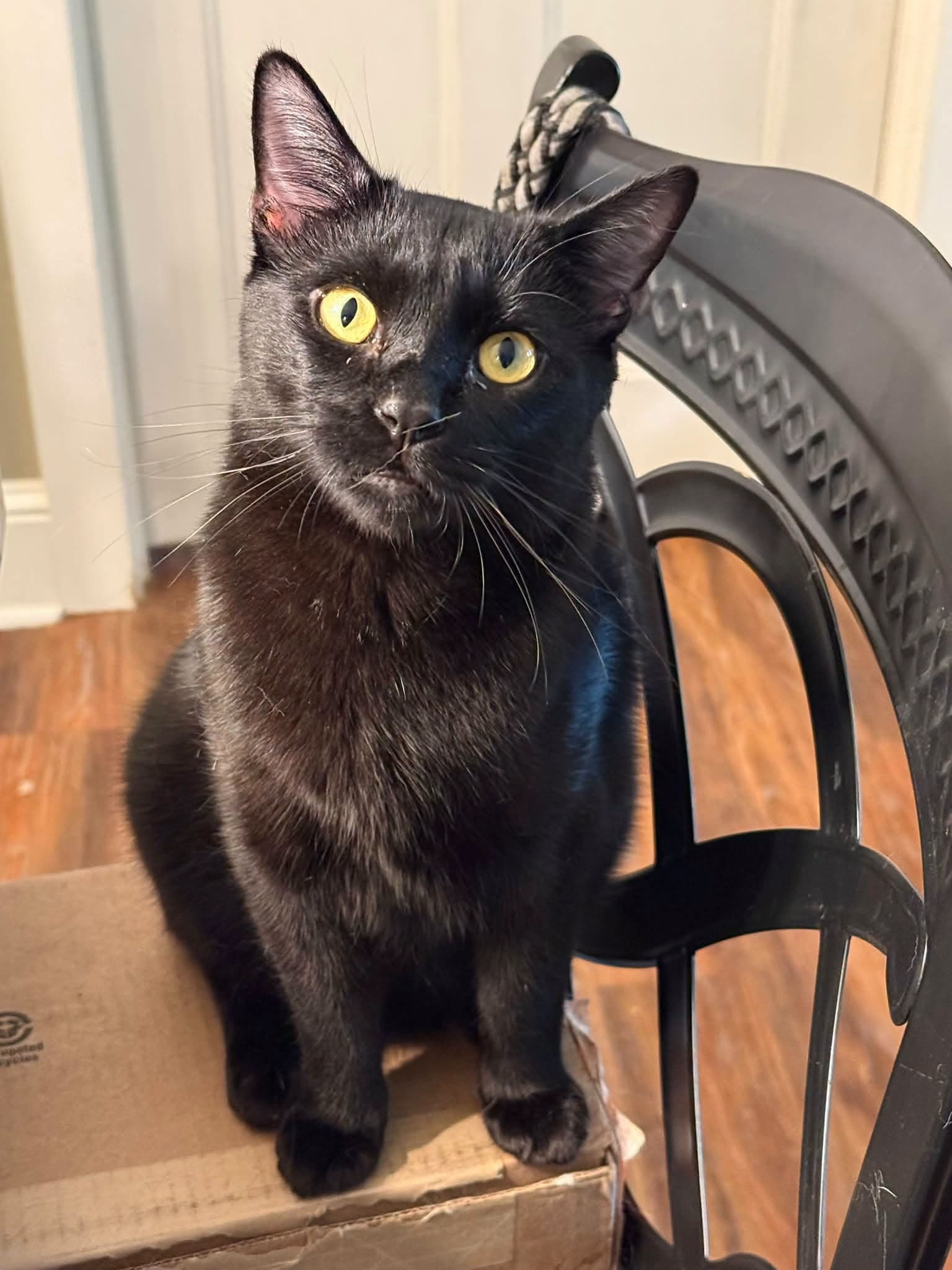 PAN