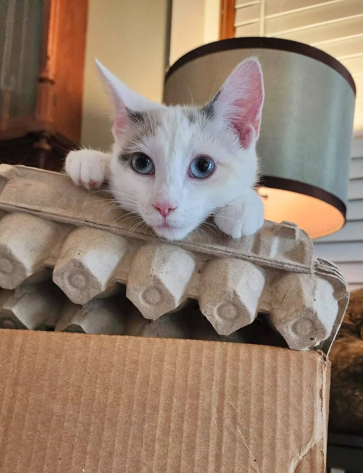 CARI