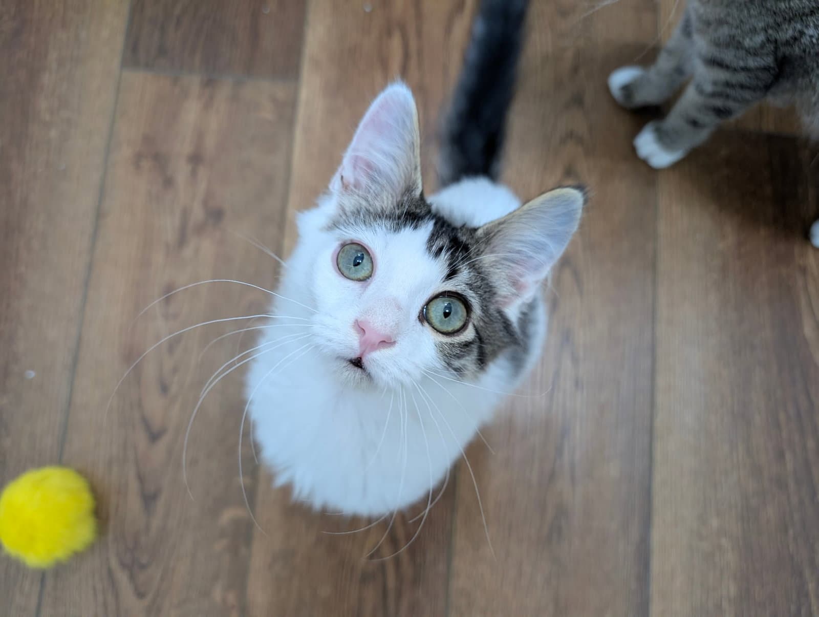 Fizz
