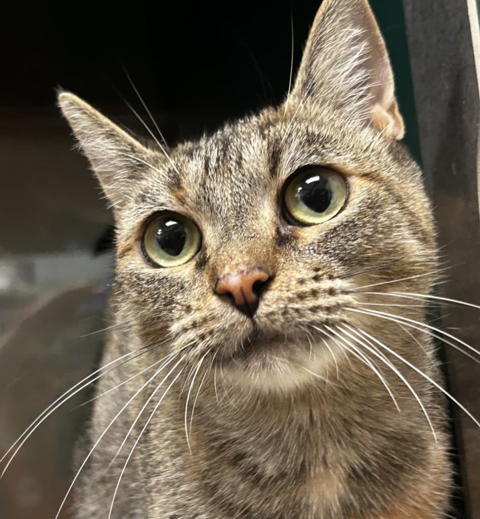 Nala