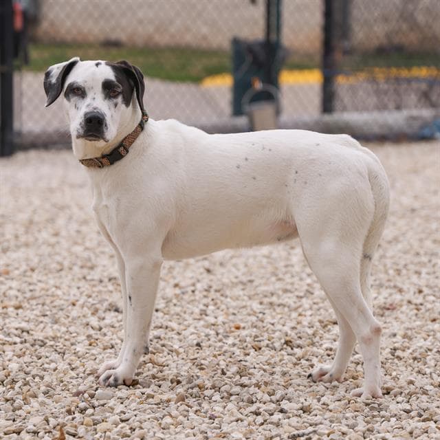 Perdita