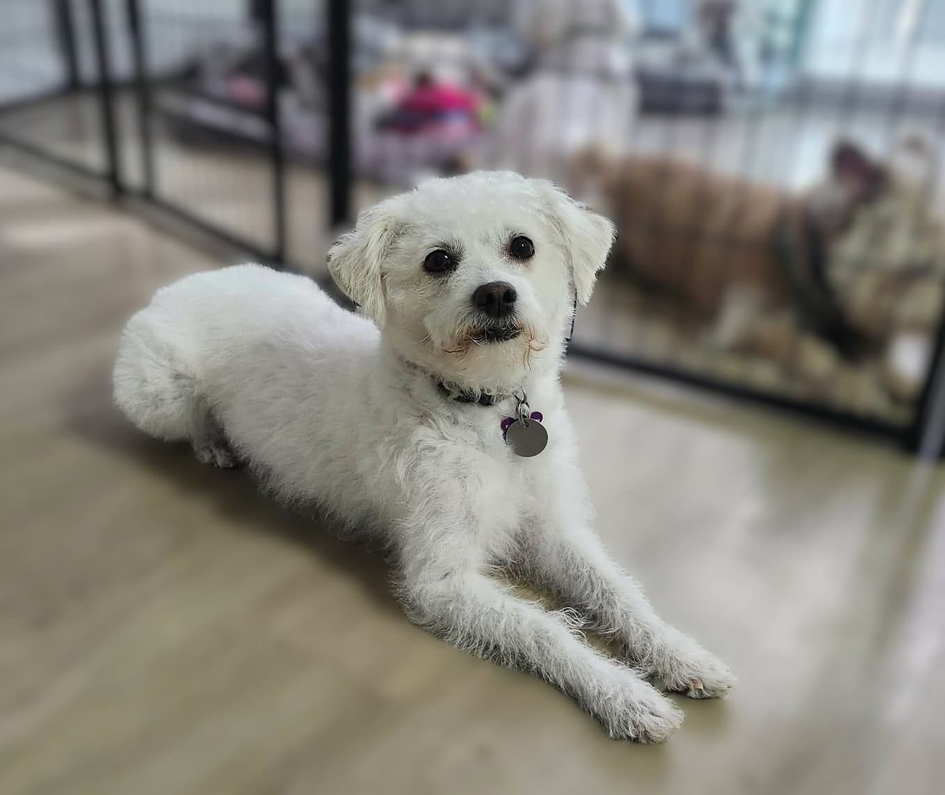 Sadie