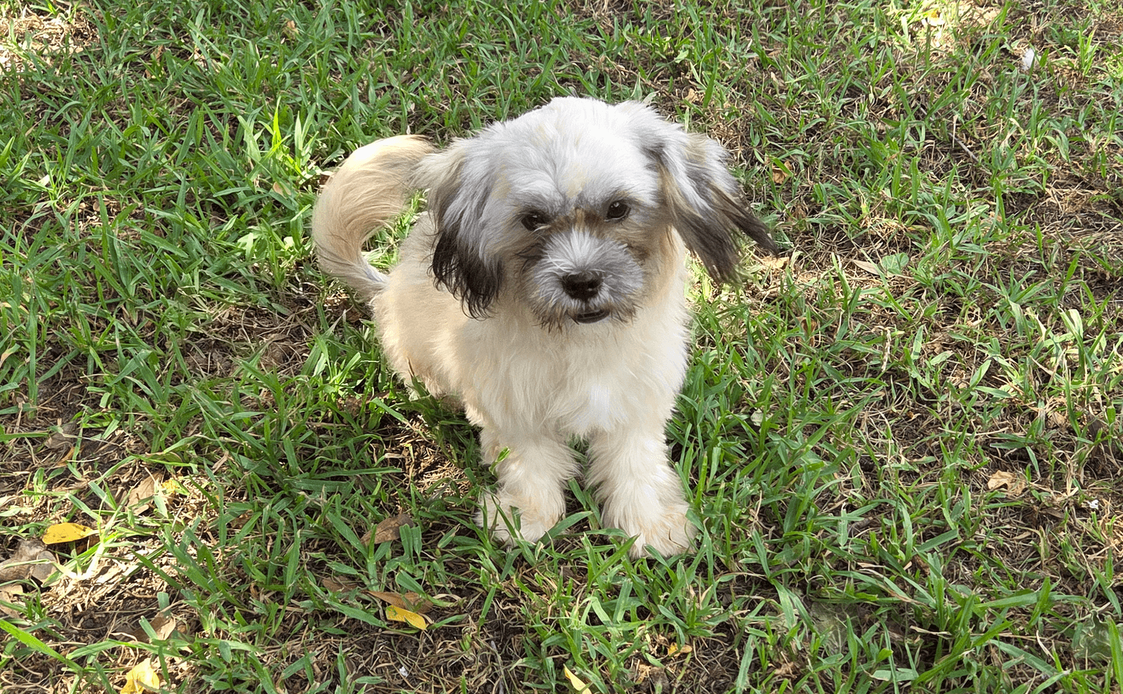 Tootsie(2)