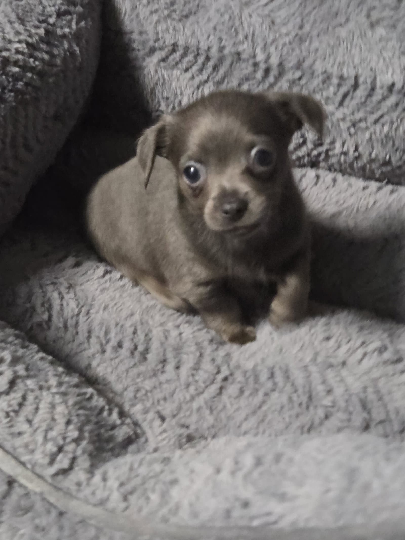 Muffin